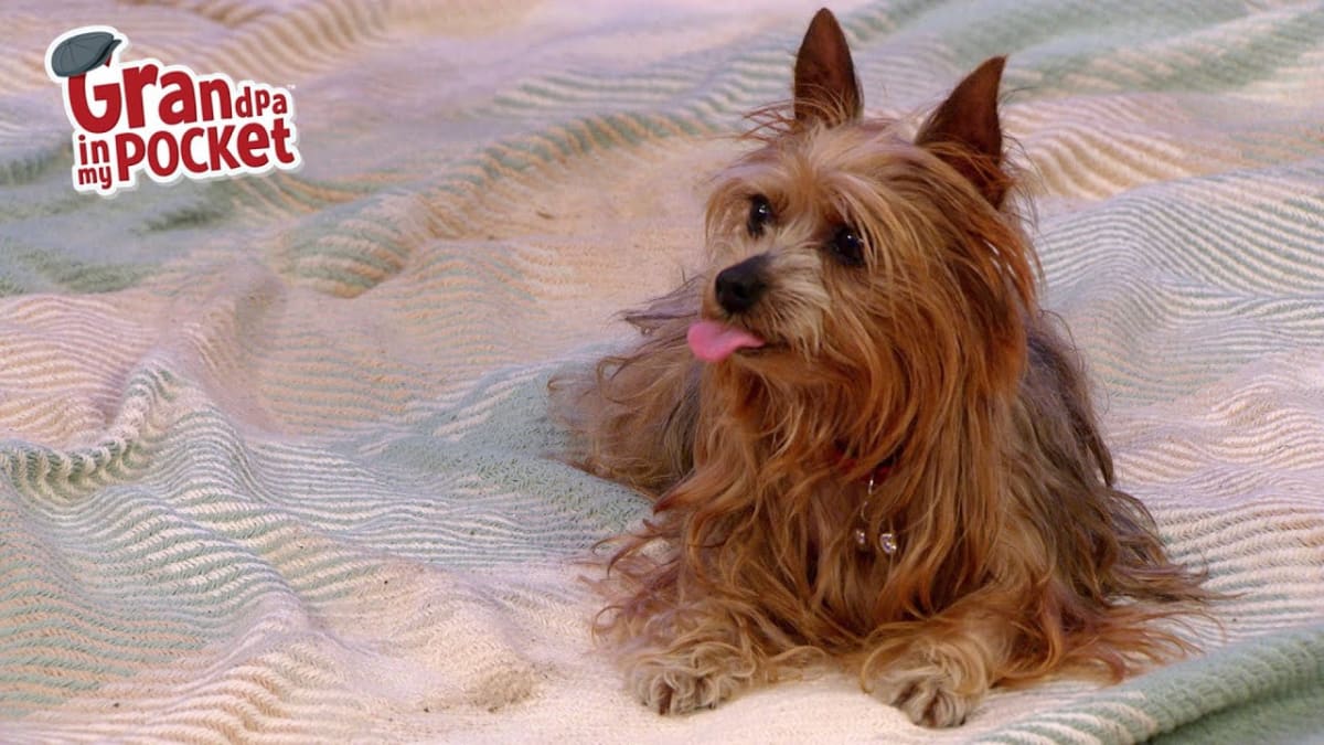 Grandpa in my Pocket - Season 4 - Wulfy the Wonderdog