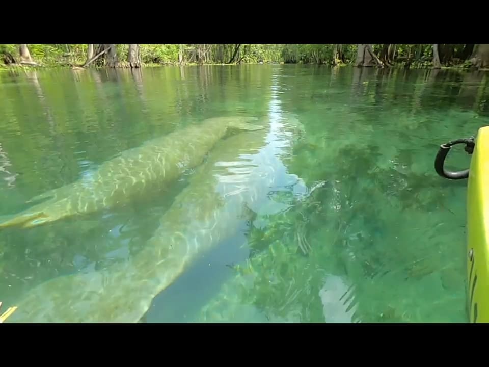 Encounter with a Manatee