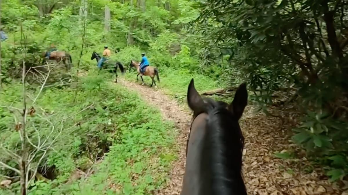 Horseback Ride Around Sugar Hollow