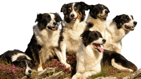 30 minutes - Time for Tea with Boogiebug