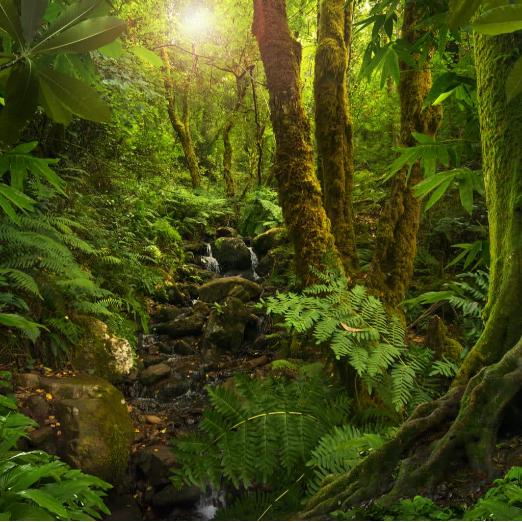 Gentle Tropical Rain