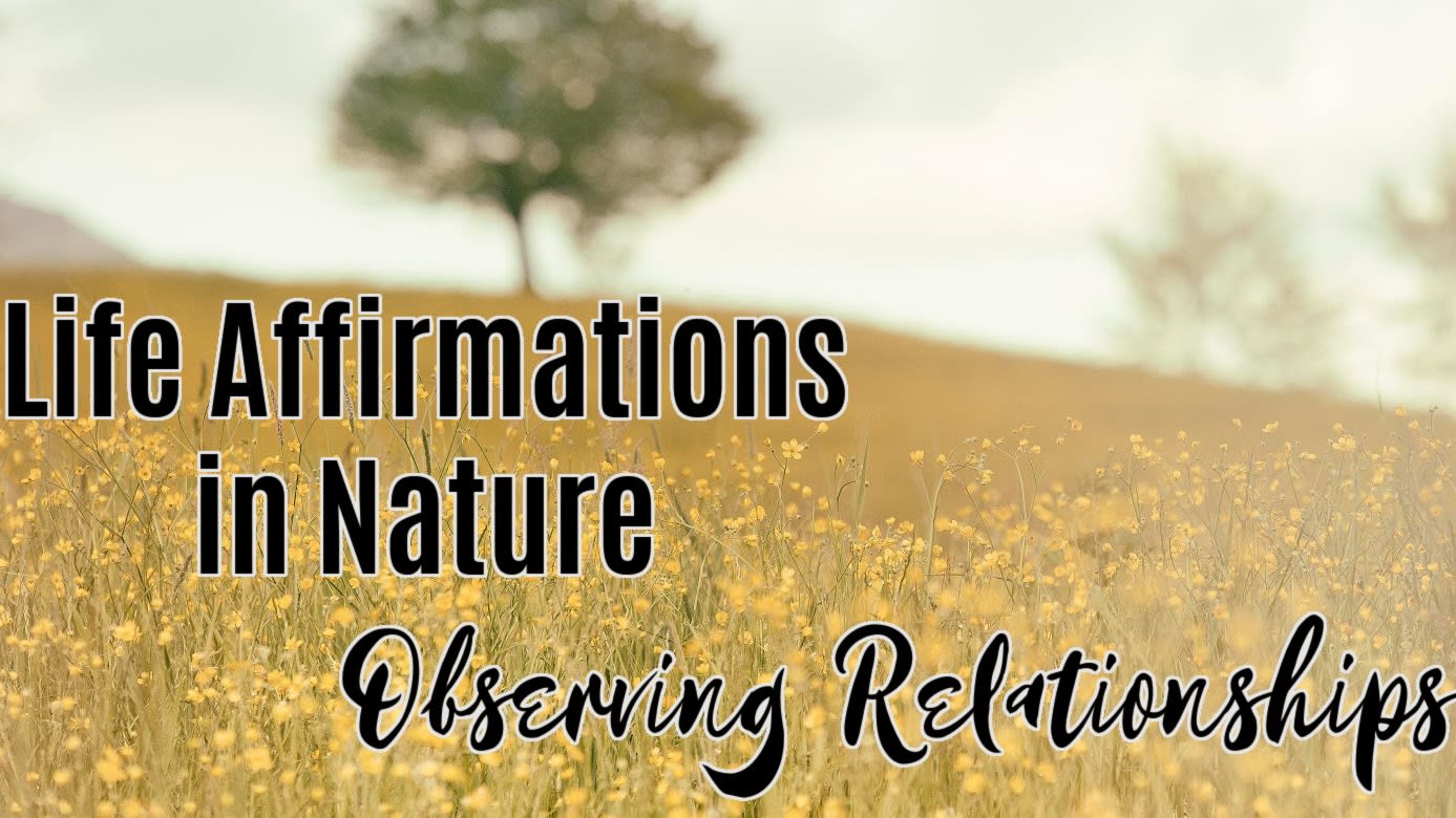 🌳 Relationships: Worth Observing 