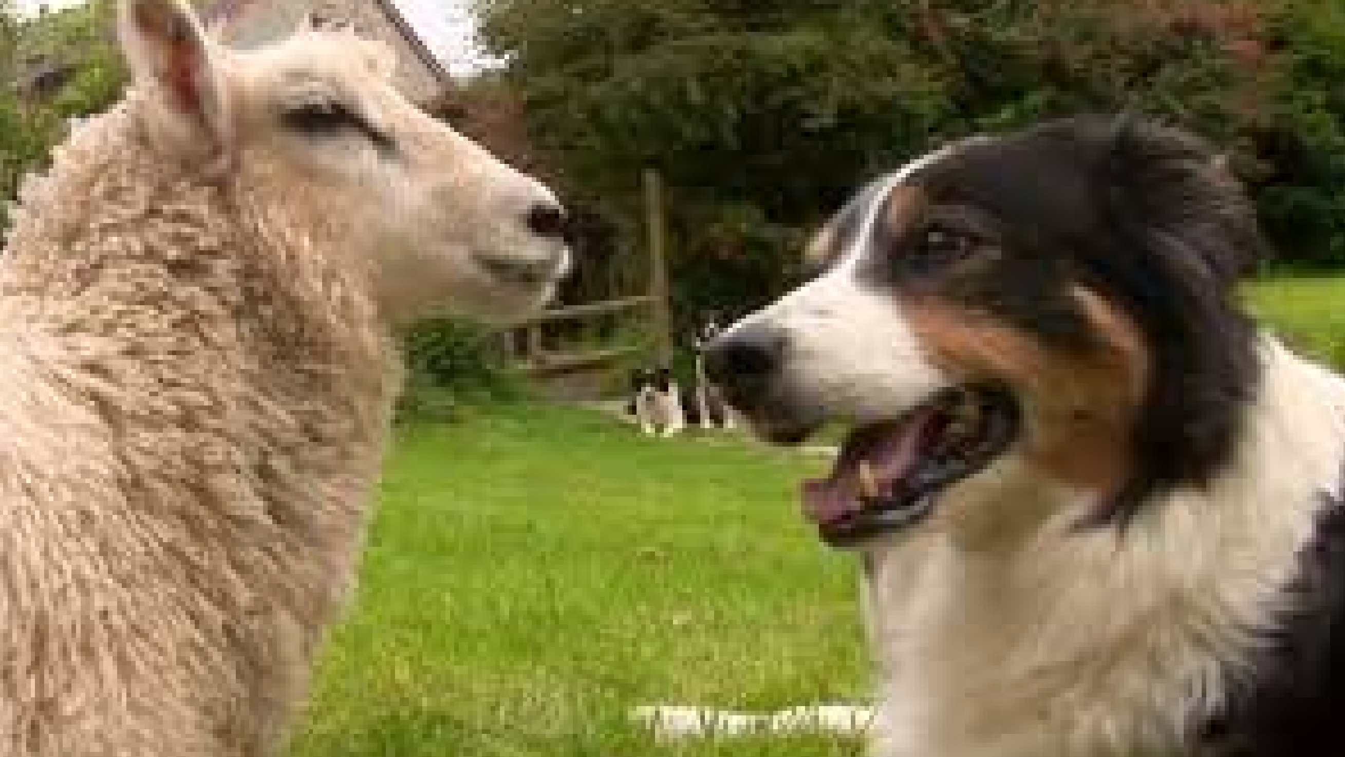 Mist Sheepdog Tales - Season 2 - Little Orphan Aggie