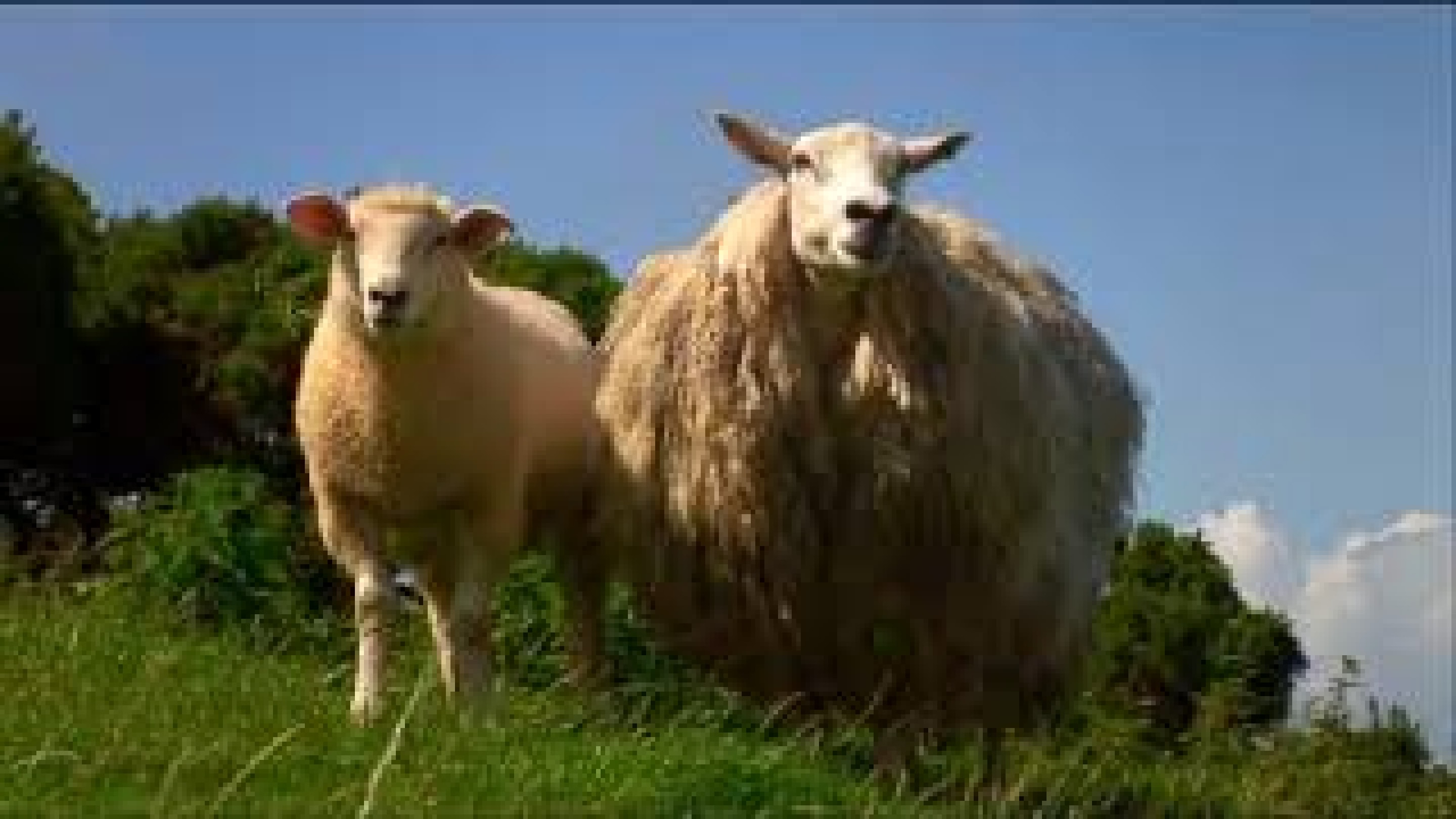 Mist Sheepdog Tales - Season 2 - Wild Woolly Winnie