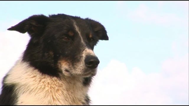 Mist Sheepdog Tales - Season 2 - The Importance of Being Ernest