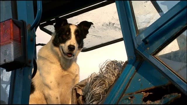 Mist Sheepdog Tales - Season 2 - Jake's Outrun