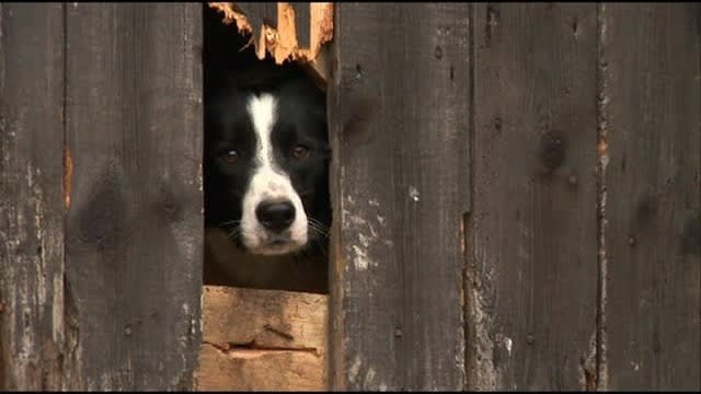 Mist Sheepdog Tales - Season 2 - Eddie's Gripping Adventure