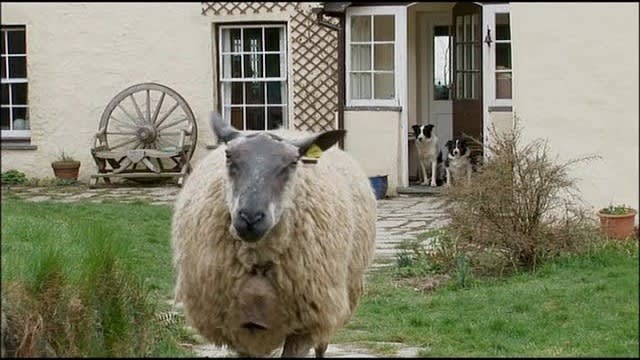 Mist Sheepdog Tales - Season 2 - Monsieur Mouton