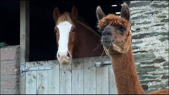 Mist Sheepdog Tales - Season 2 - The Winter Guests