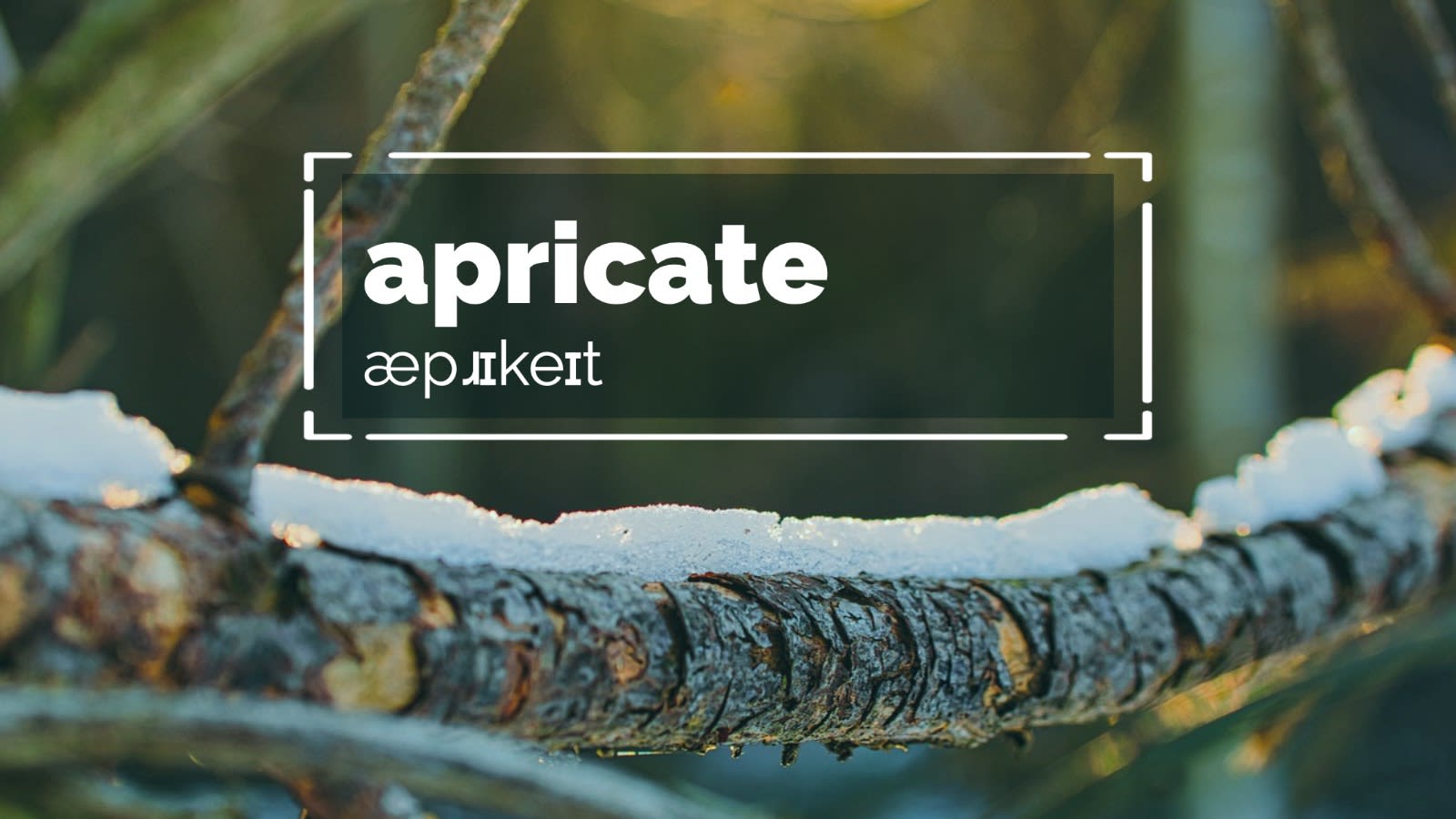 Apricate