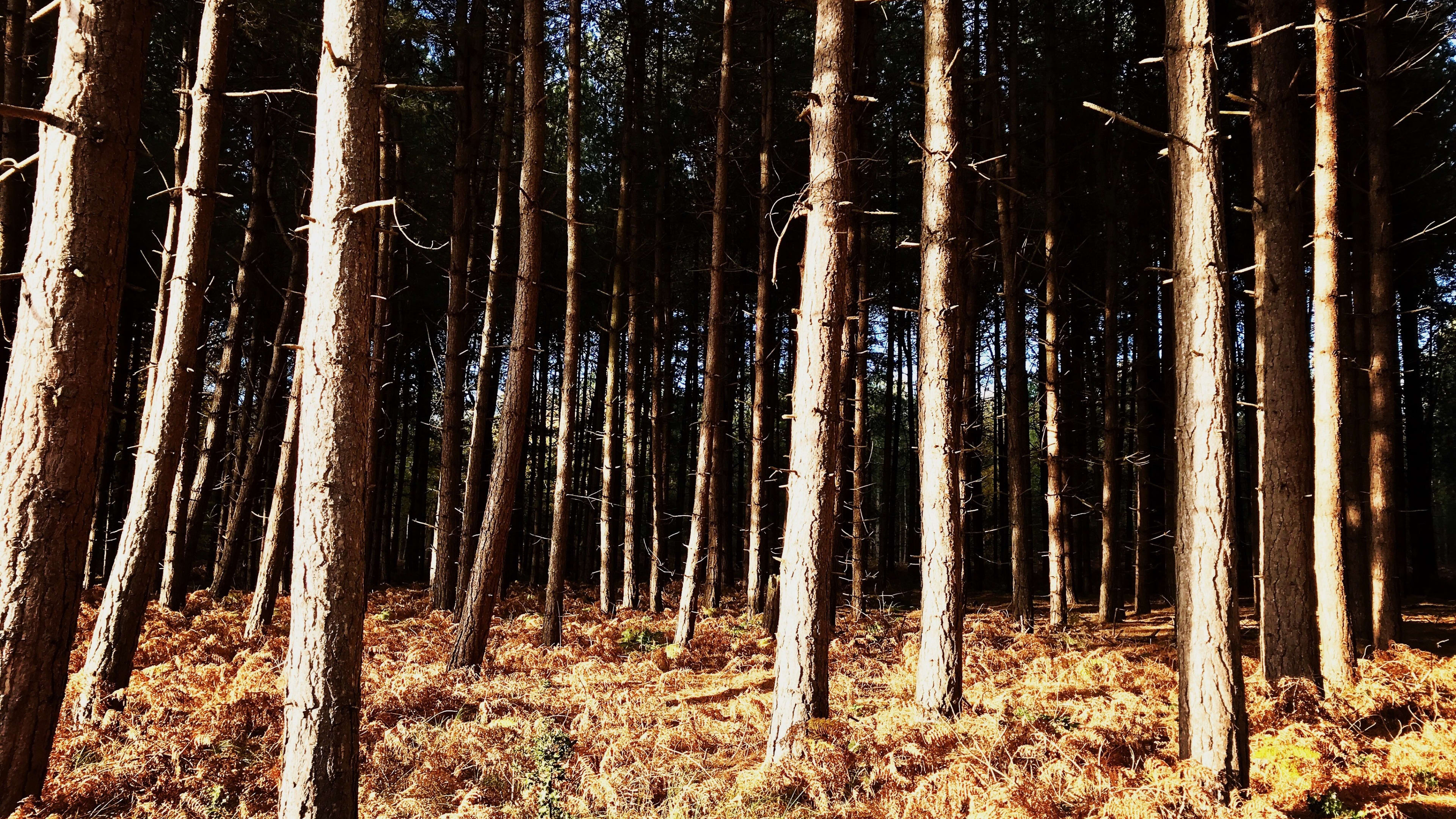 Quote by Herman Hesse