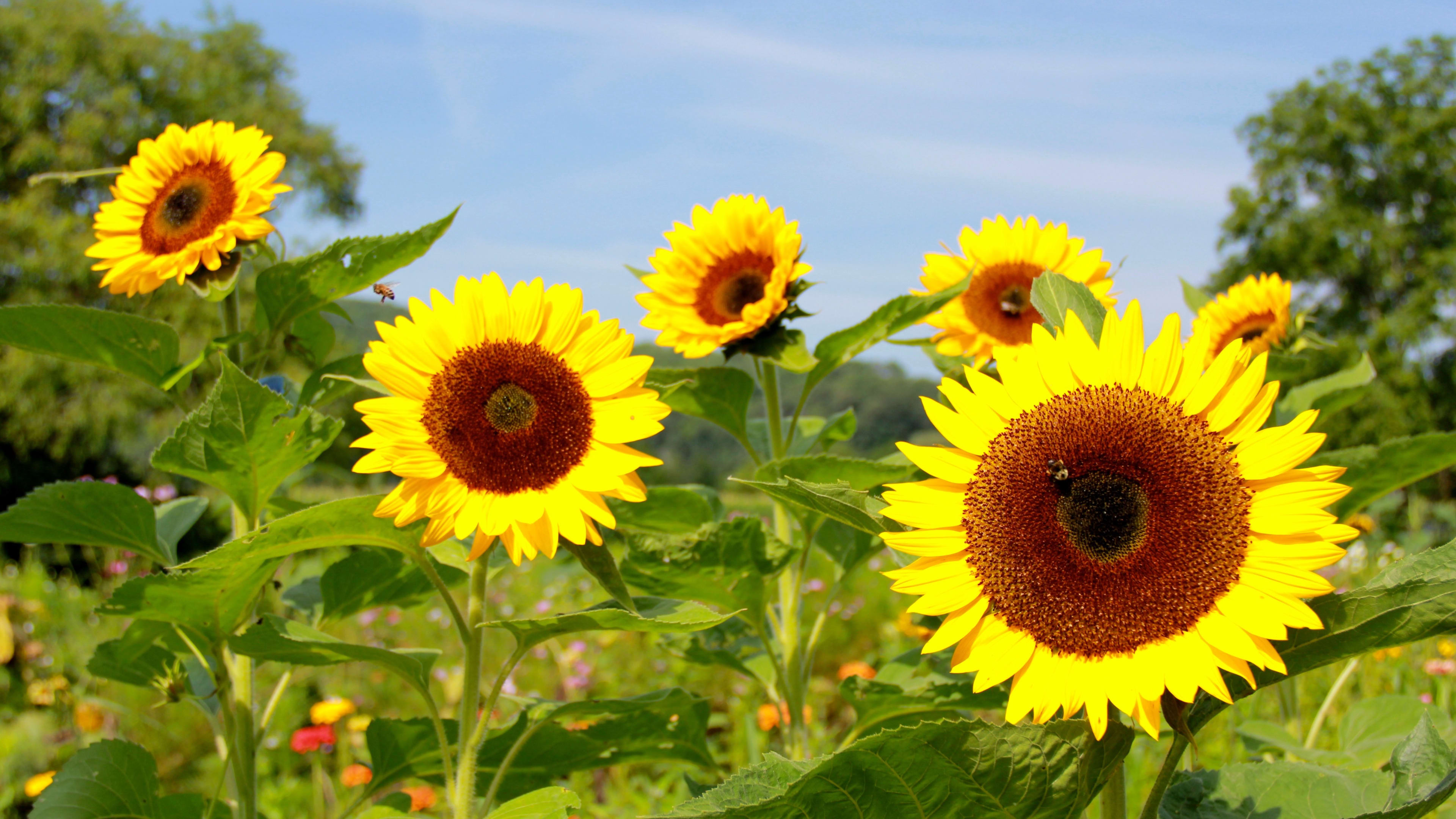 Quote by Thich Nhat Hanh