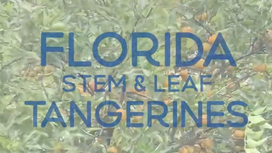 Noble Citrus Florida Stem & Leaf Tangerines