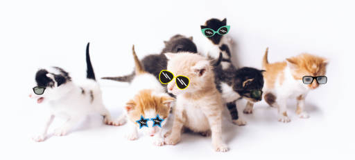 Cool cats 🕶️