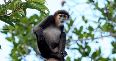 Voọc chân đen — loài linh trưởng quý hiếm sống tại Vườn Quốc Gia Núi Chúa