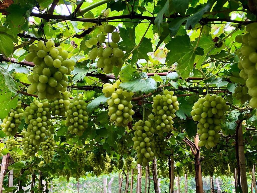 Vườn nho xanh Ba Mọi Phan Rang rủ xuống mát mẻ