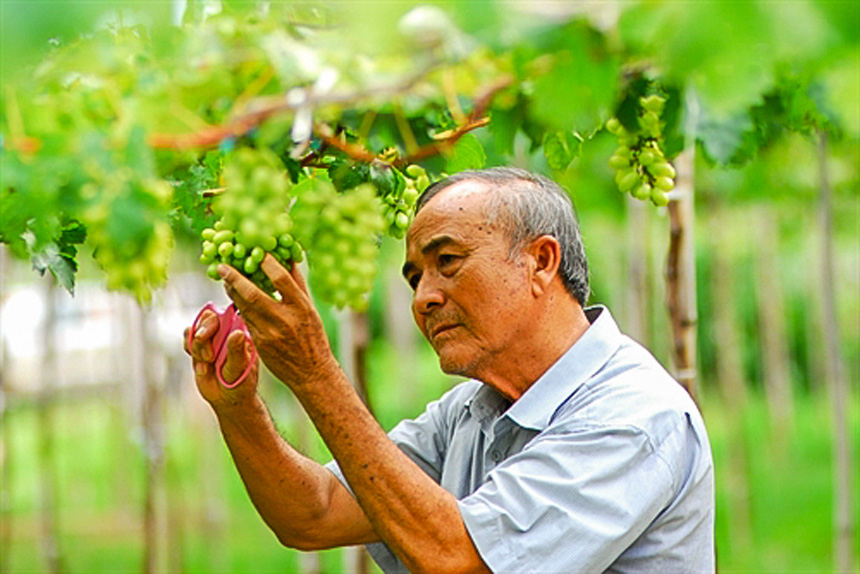 Chủ vườn Ba Mọi chăm sóc và cắt nho tại Ninh Thuận