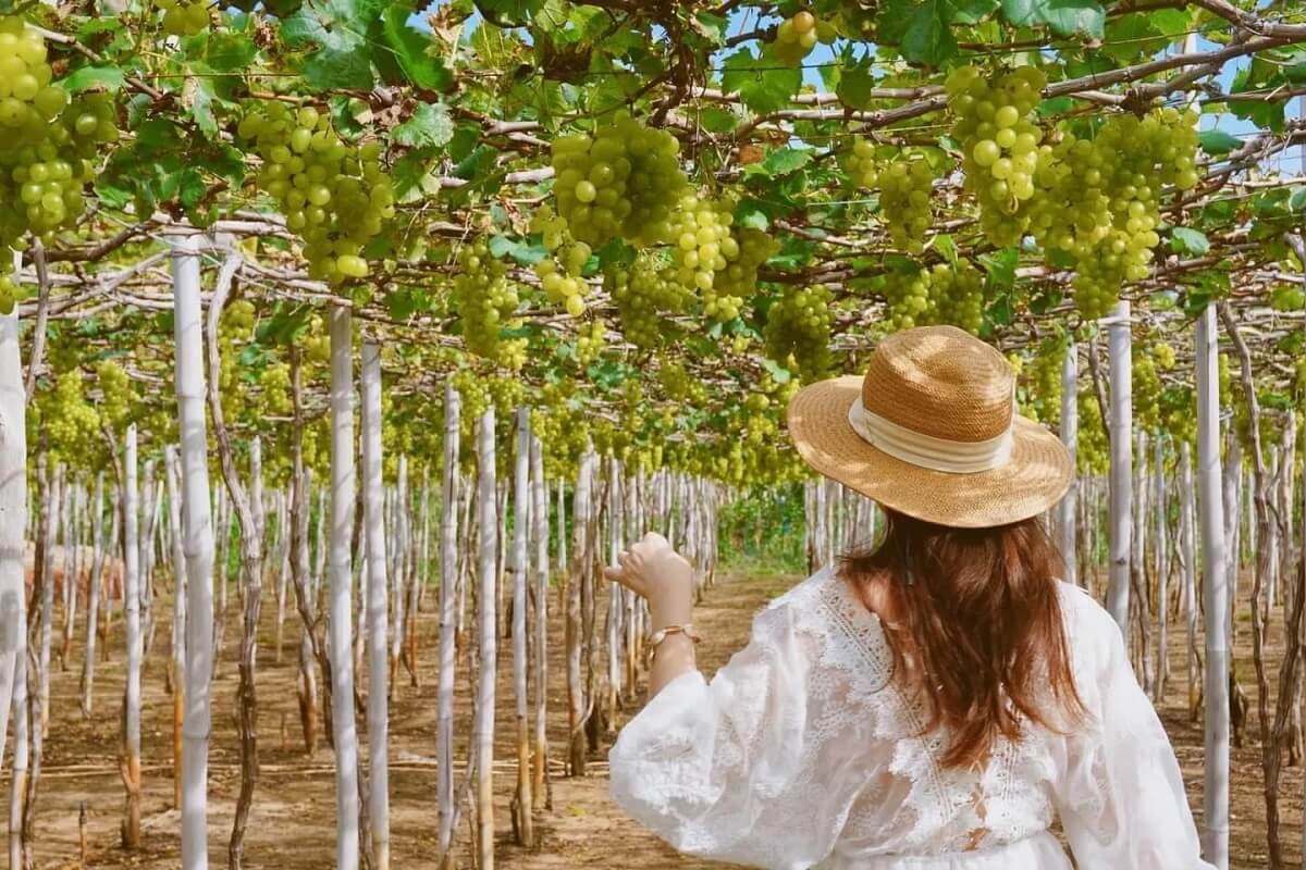 Du khách dạo bước trong vườn nho Ba Mọi Ninh Thuận
