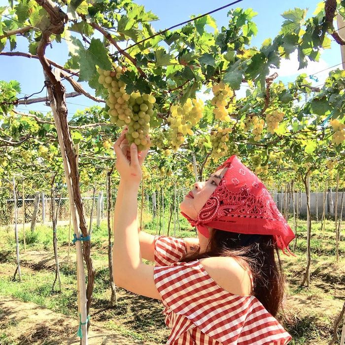 Trải nghiệm hái nho tươi tại vườn nho Ba Mọi Phan Rang