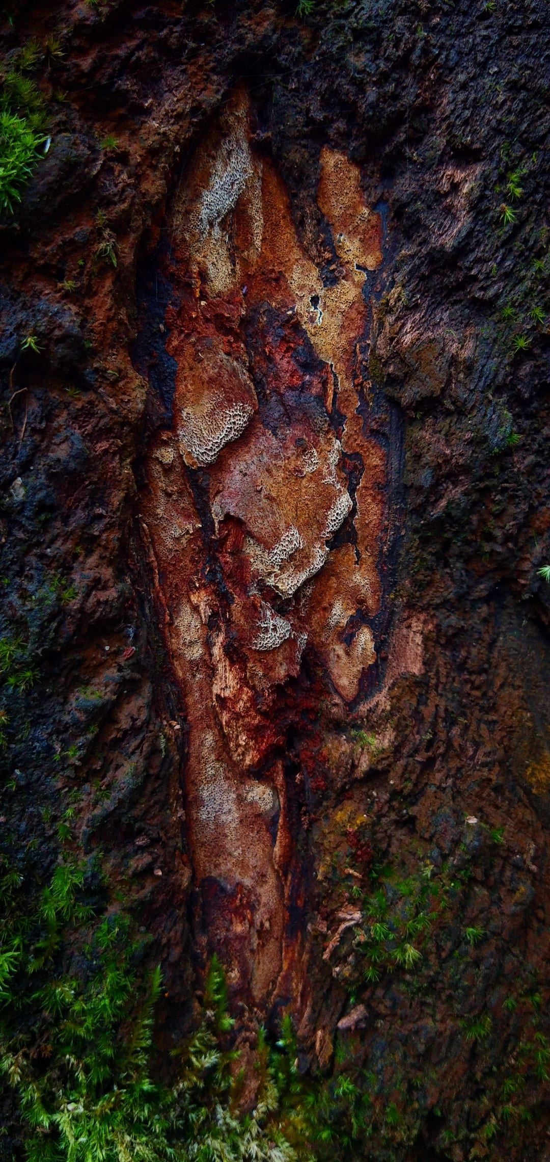 Photo 5-An old bark, a novel wound.