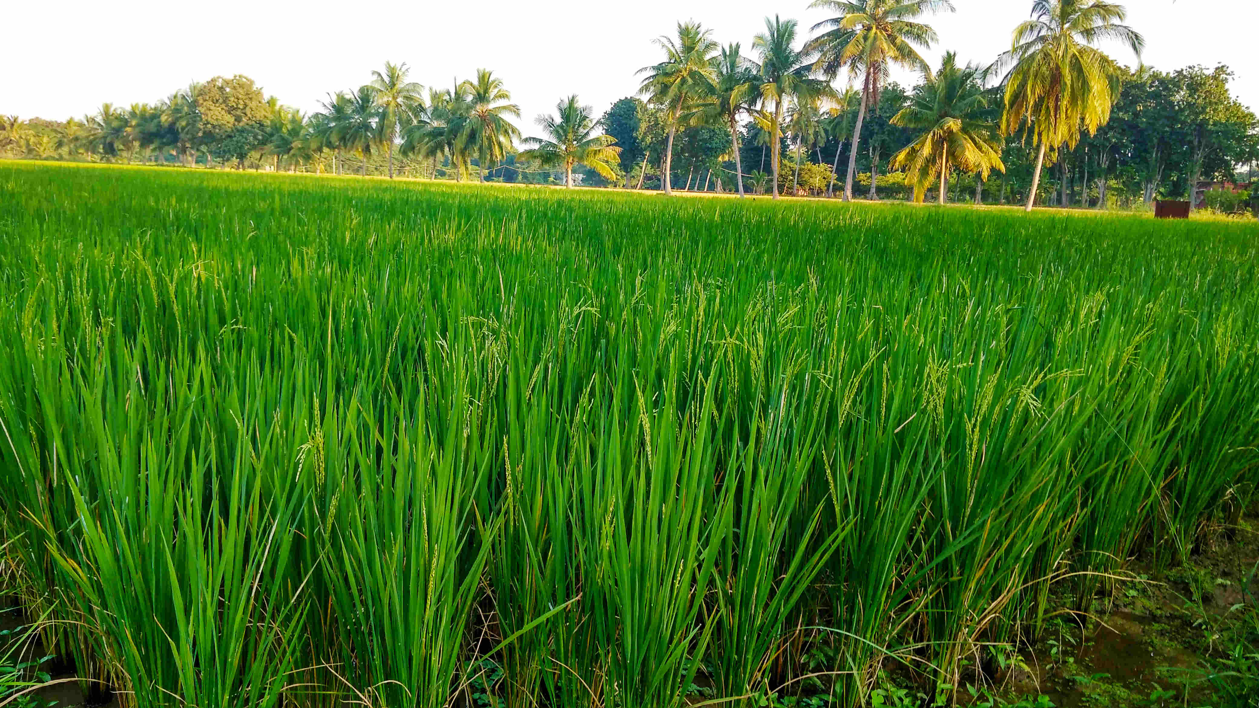 Photography by Surenderan