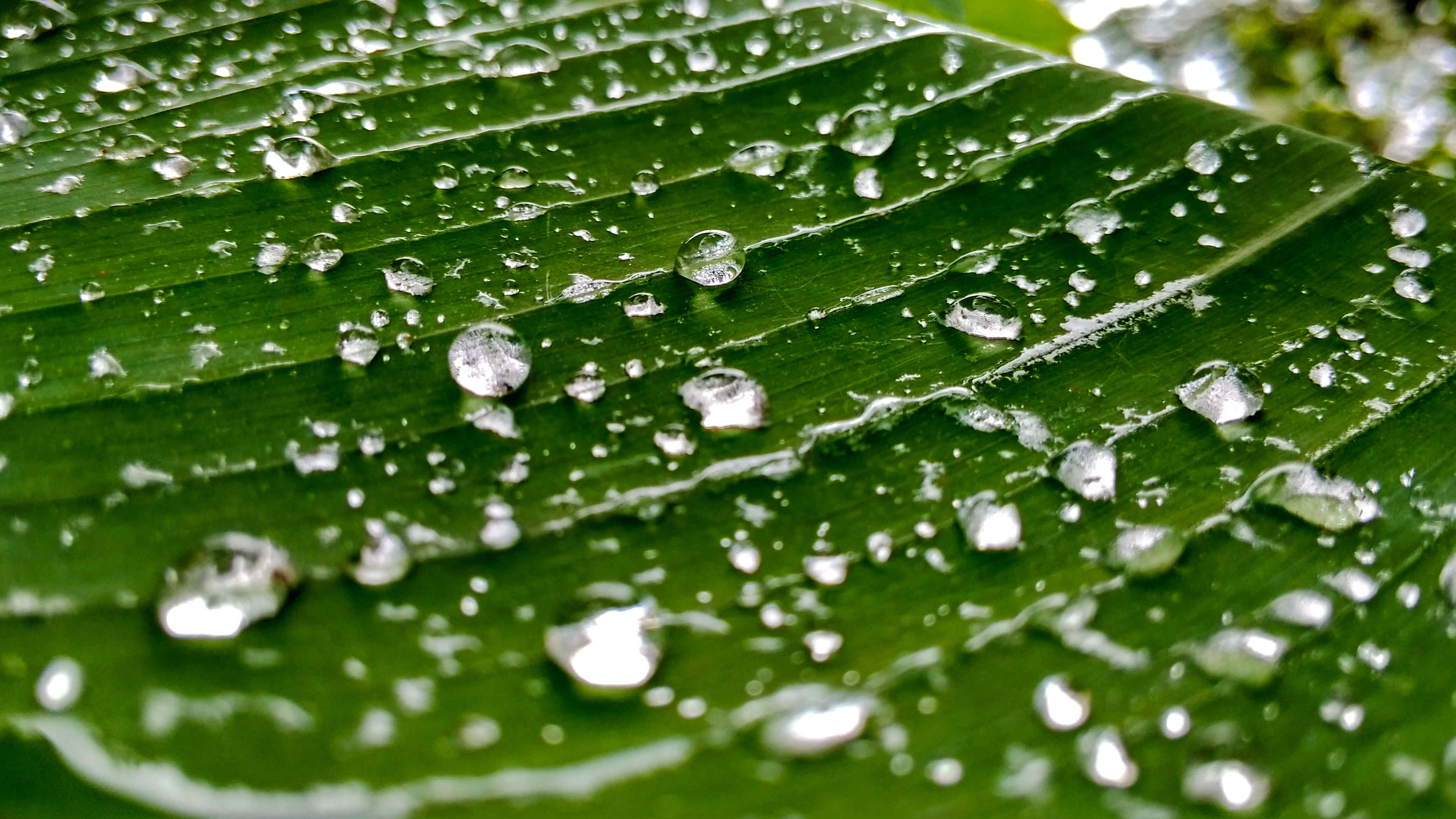 Photography by Surenderan