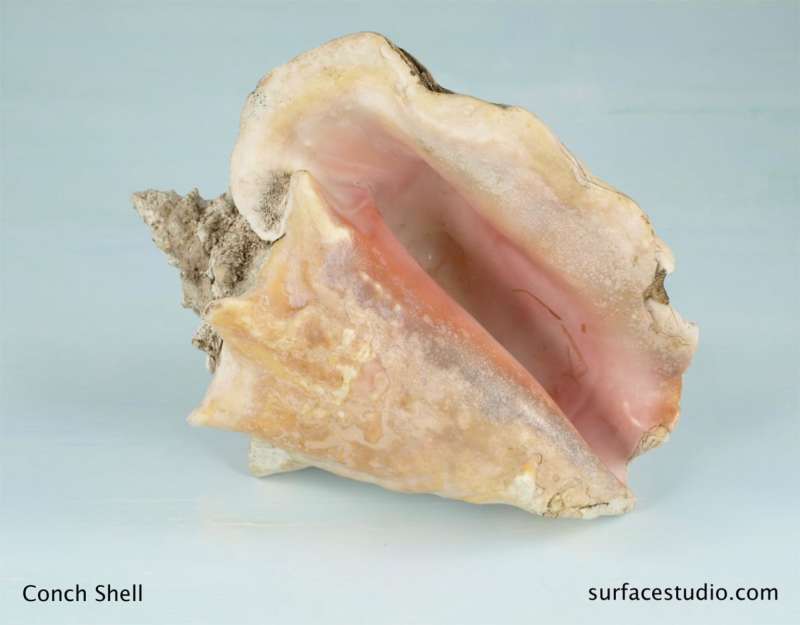 Conch Shell  $45