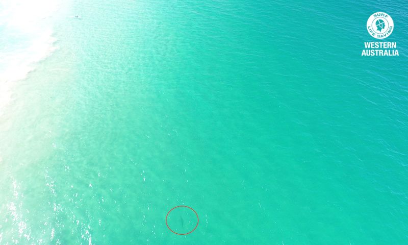 Shark_061217_mandurah-3_edit My Beach