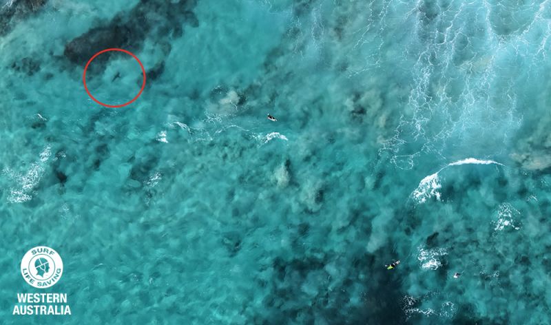 20180225-Cape-Nat-Shark-_-edit My Beach