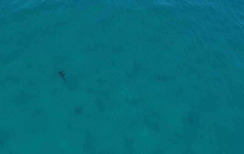 Hammerhead shark_Brighton My Beach