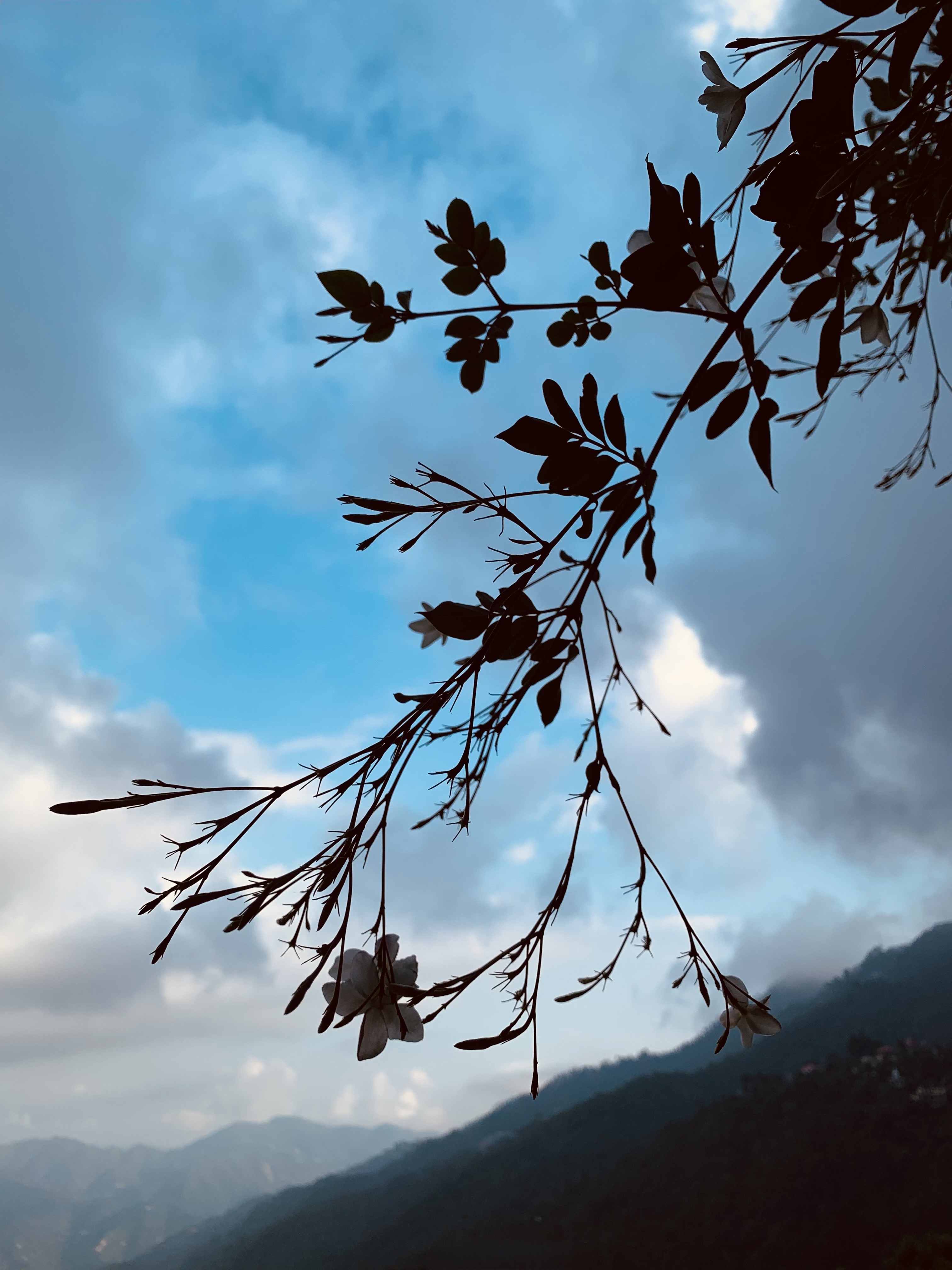 Kasauli Nature