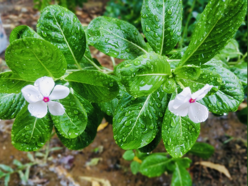Periwinkle