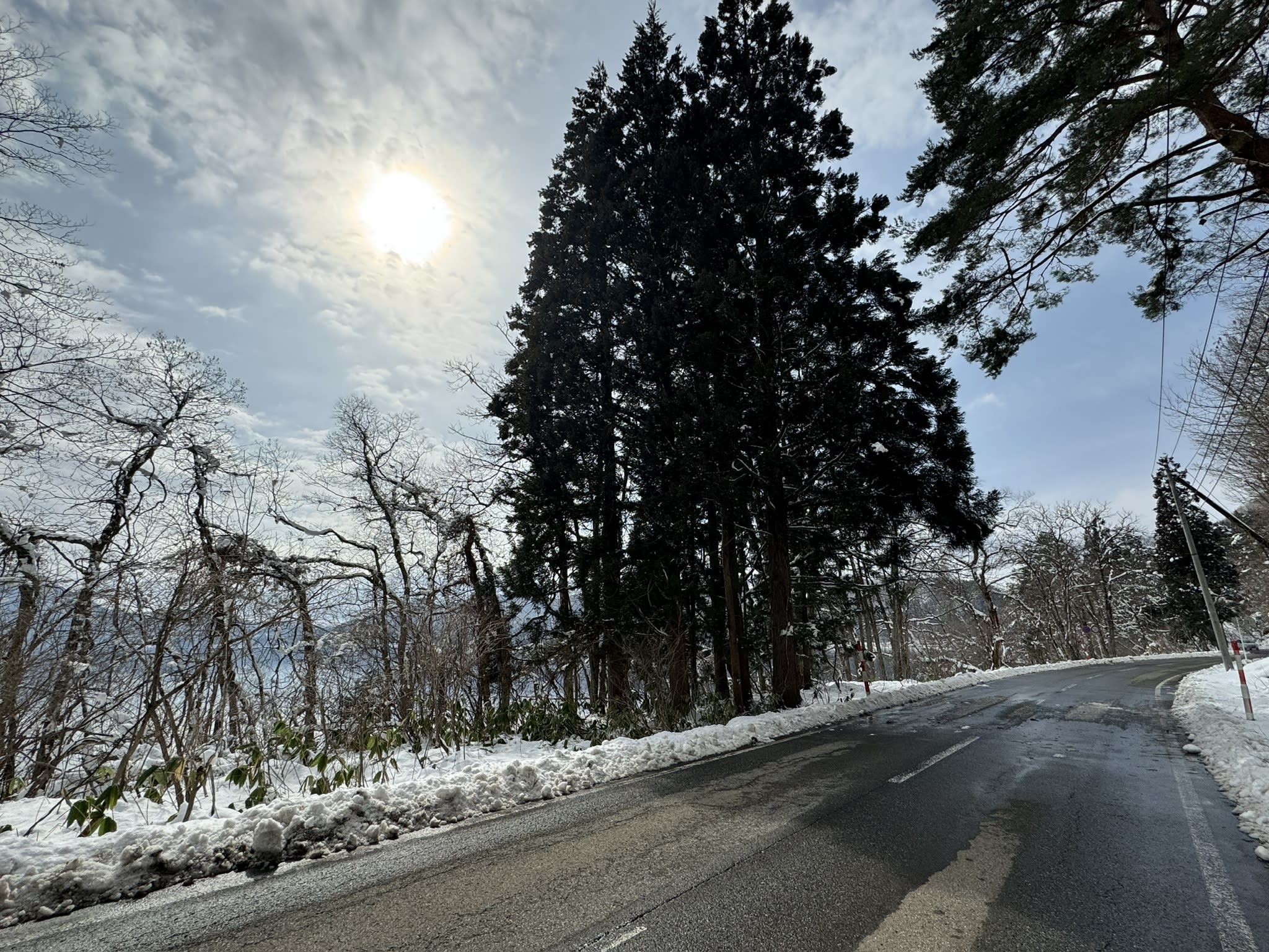道路と高い木