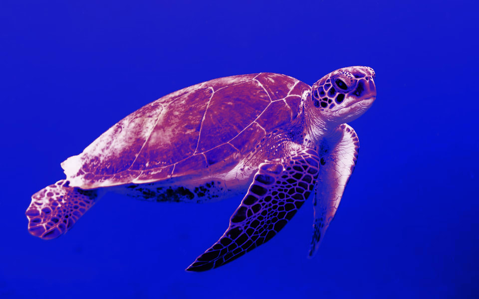 Blue Turtle