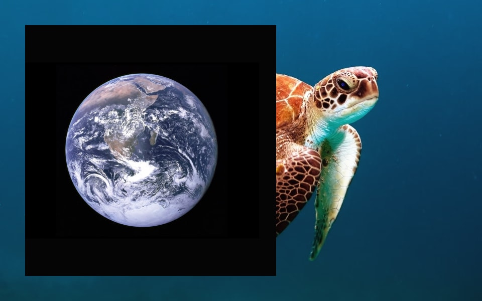 Turtle with earth