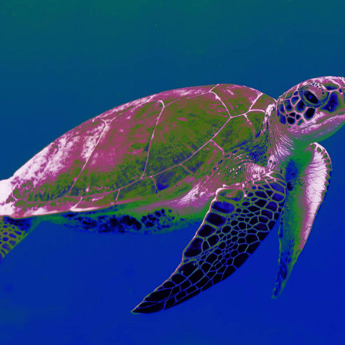 Description of my image