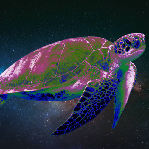 Turtle in the ocean