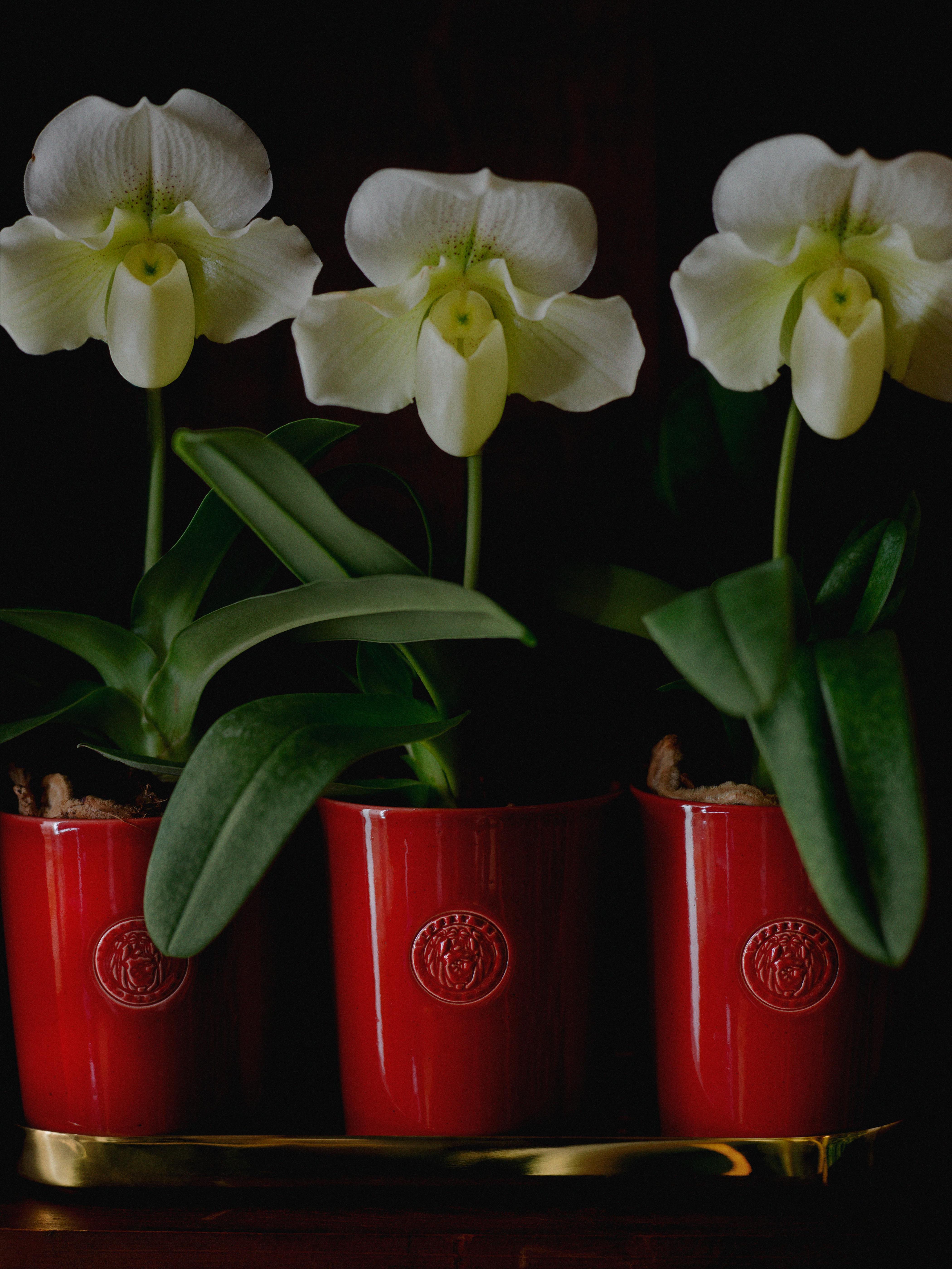 Pots for the Holiday Season