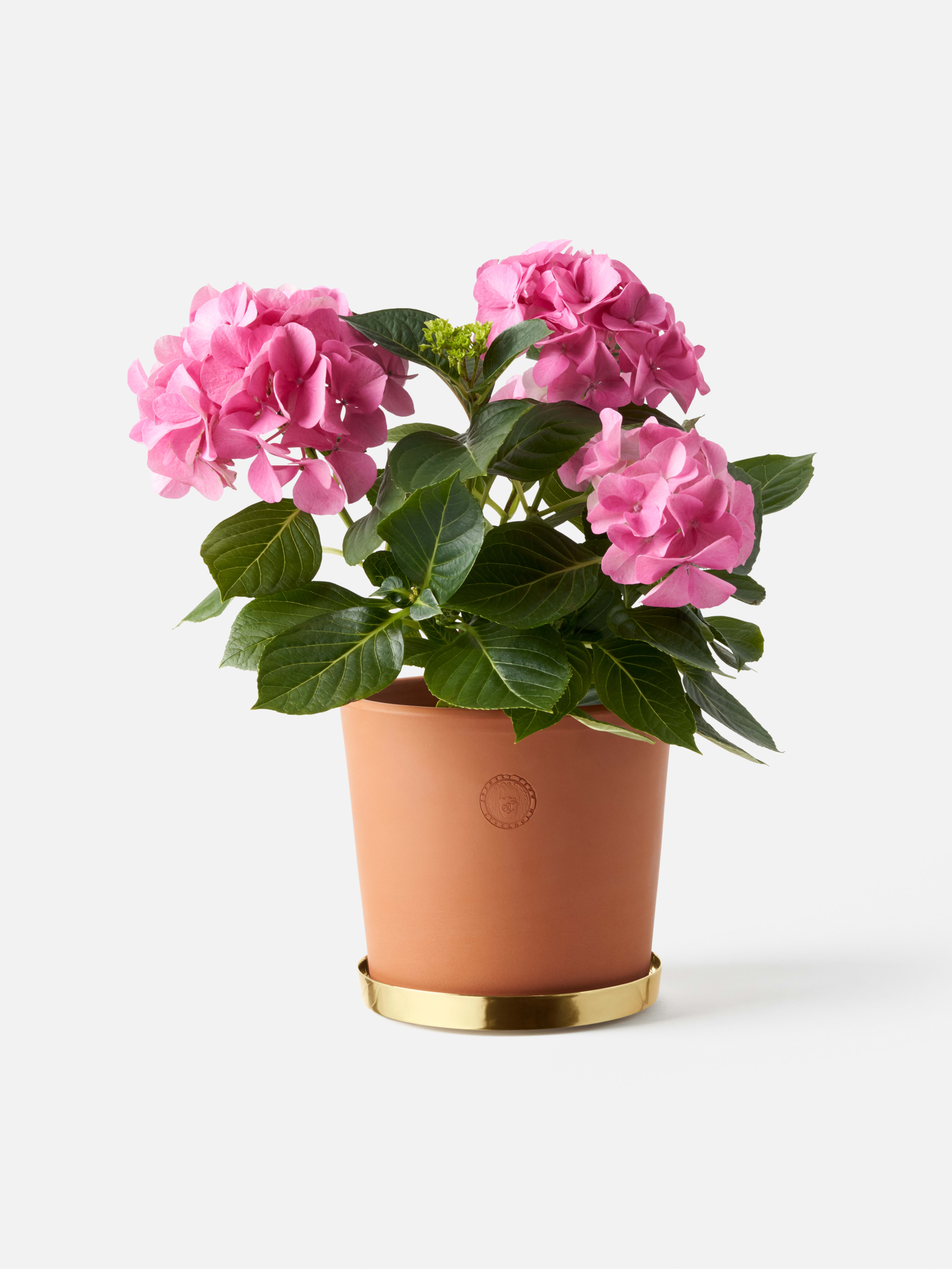Product image thumbnail 1 of 0