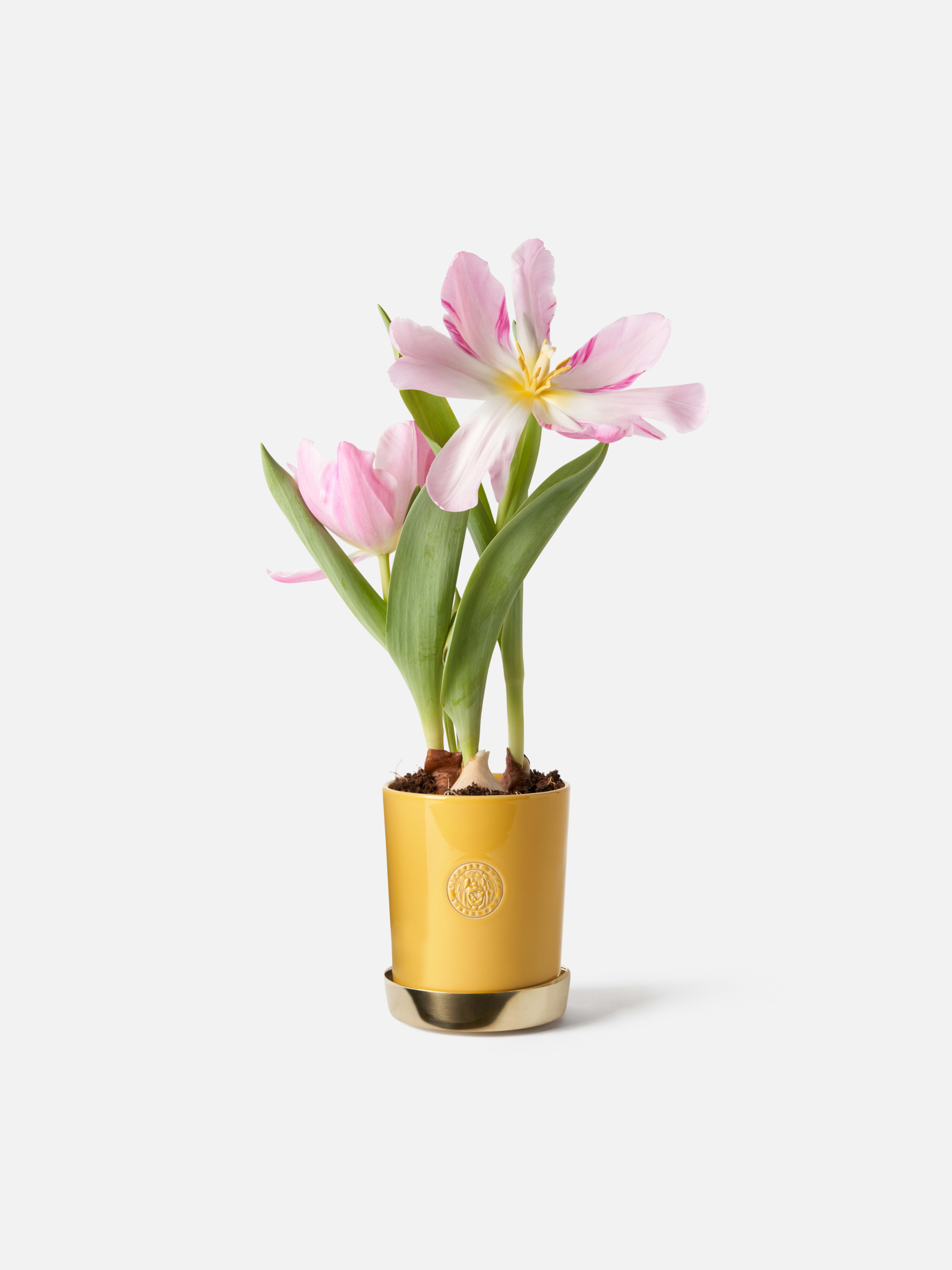 Product image thumbnail 1 of 0