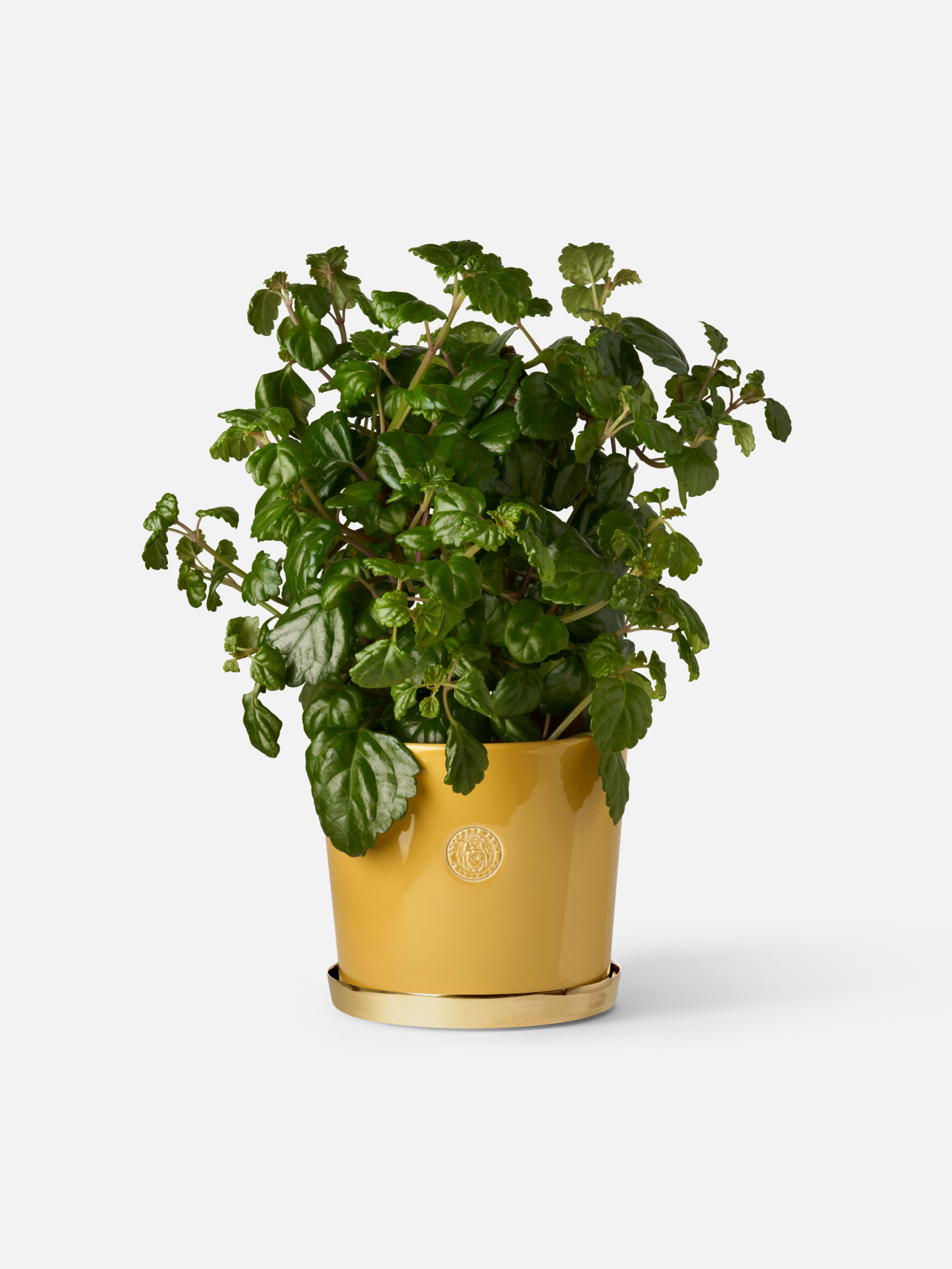 Product image thumbnail 1 of 0