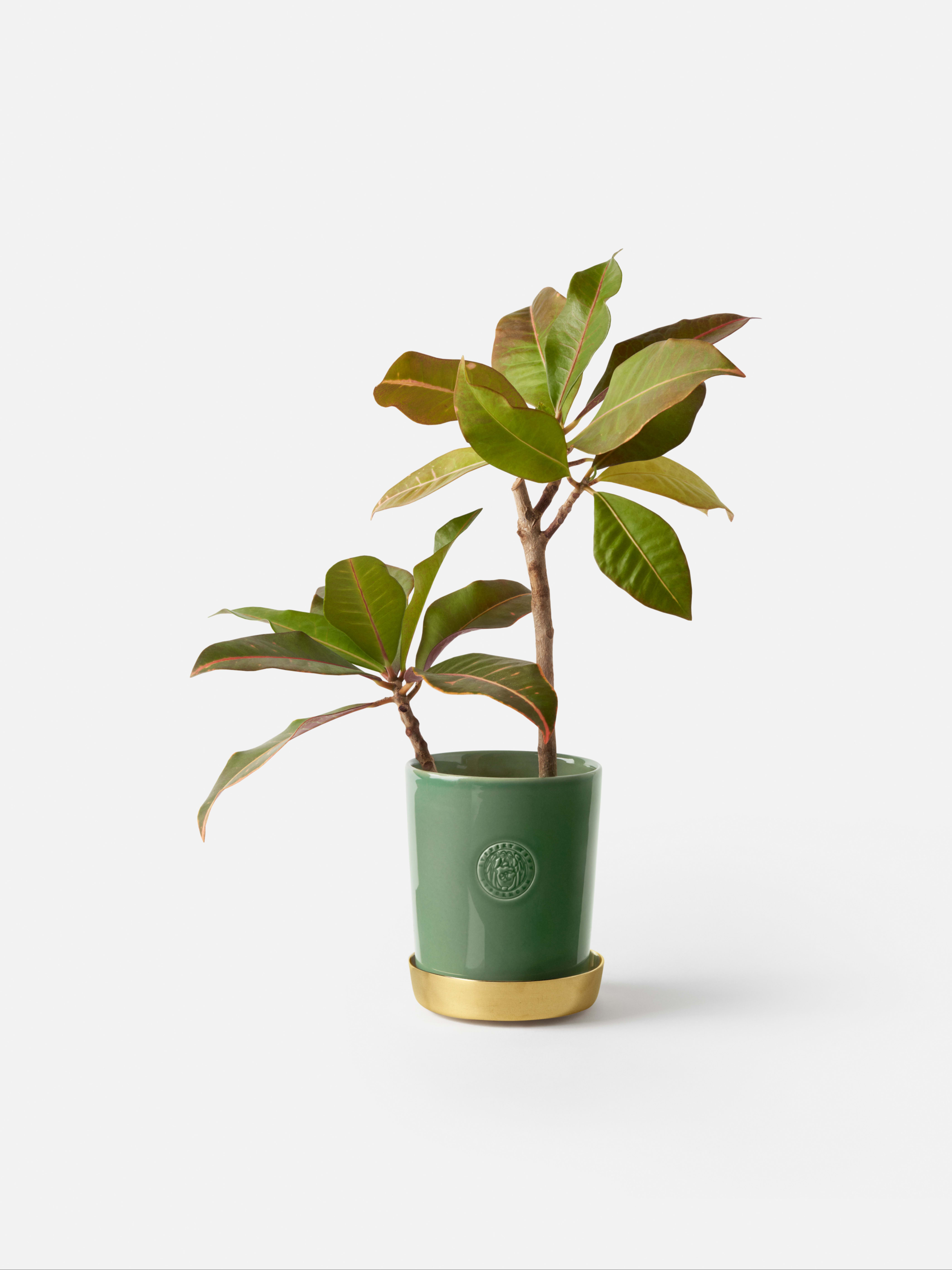 Product image thumbnail 1 of 0
