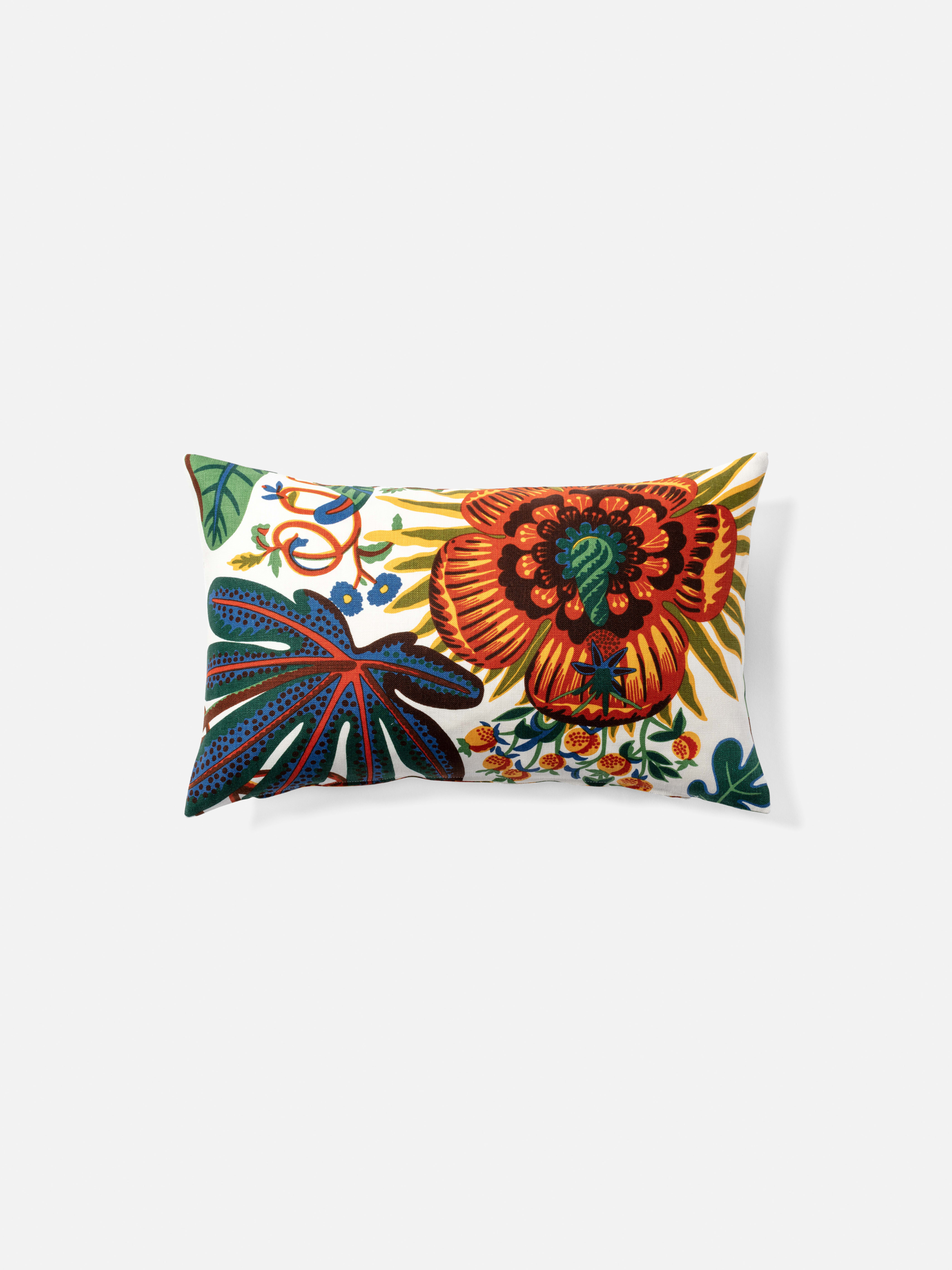 Cushion Aralia