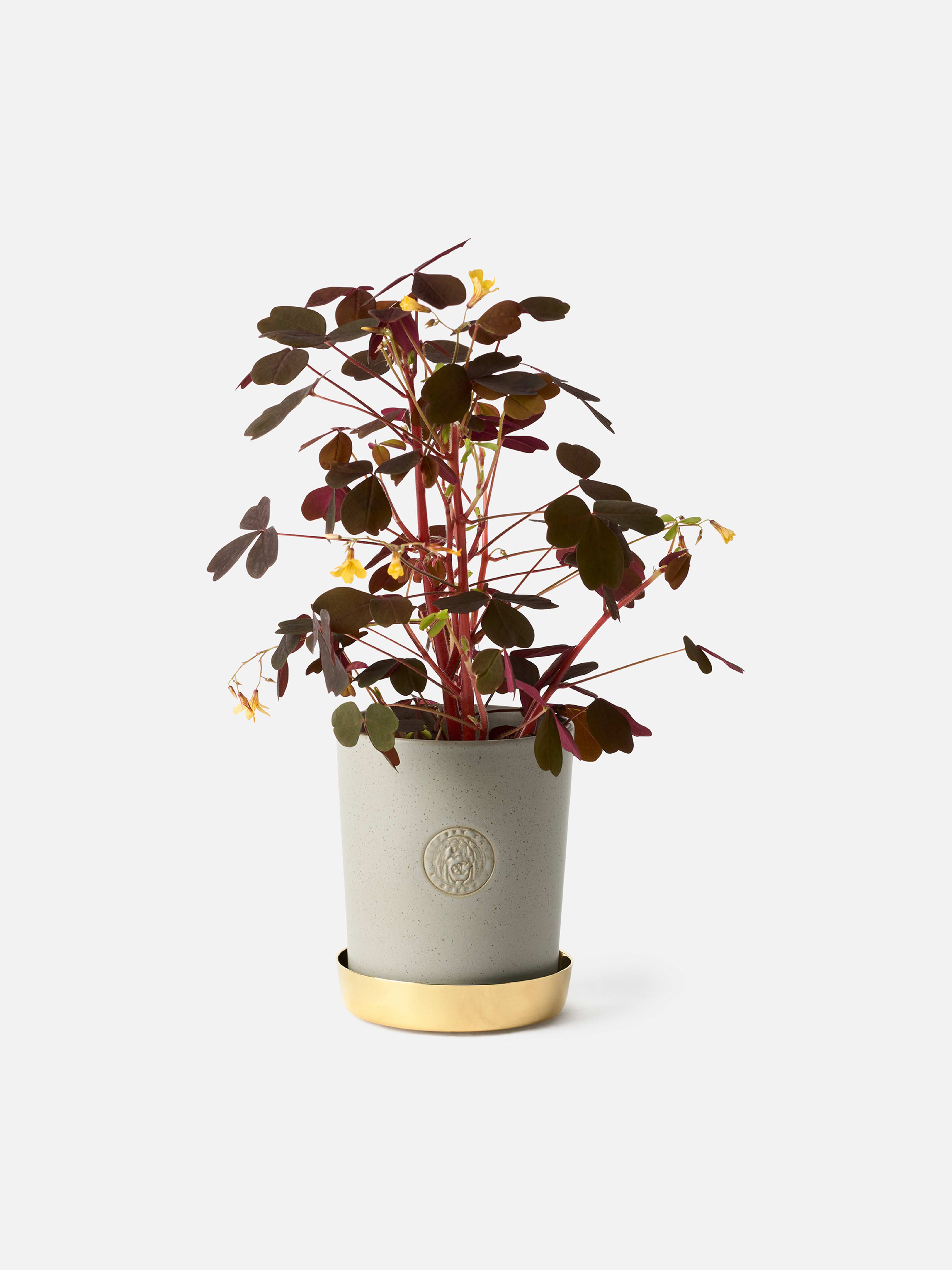 Product image thumbnail 1 of 0
