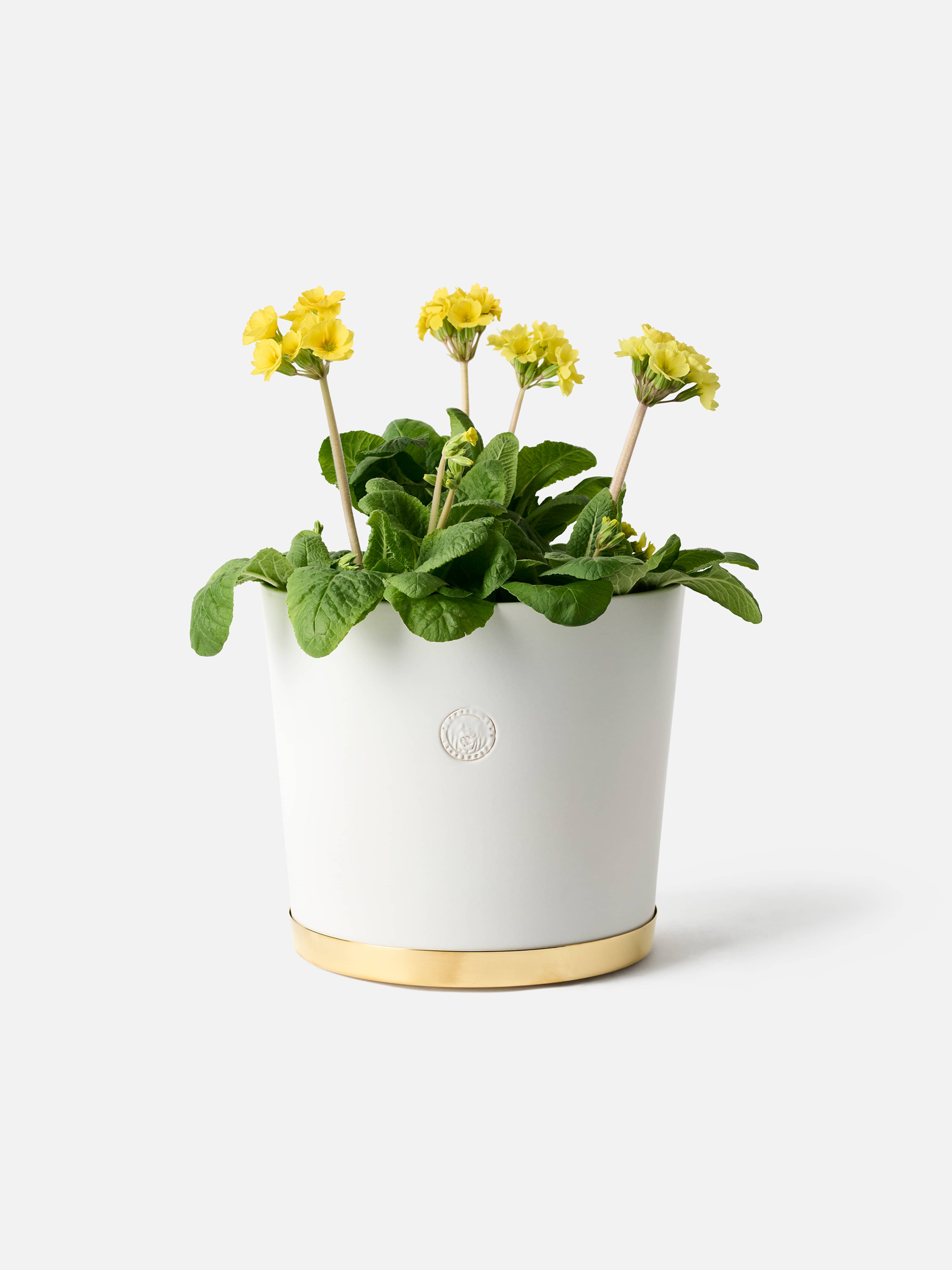 Product image thumbnail 1 of 0