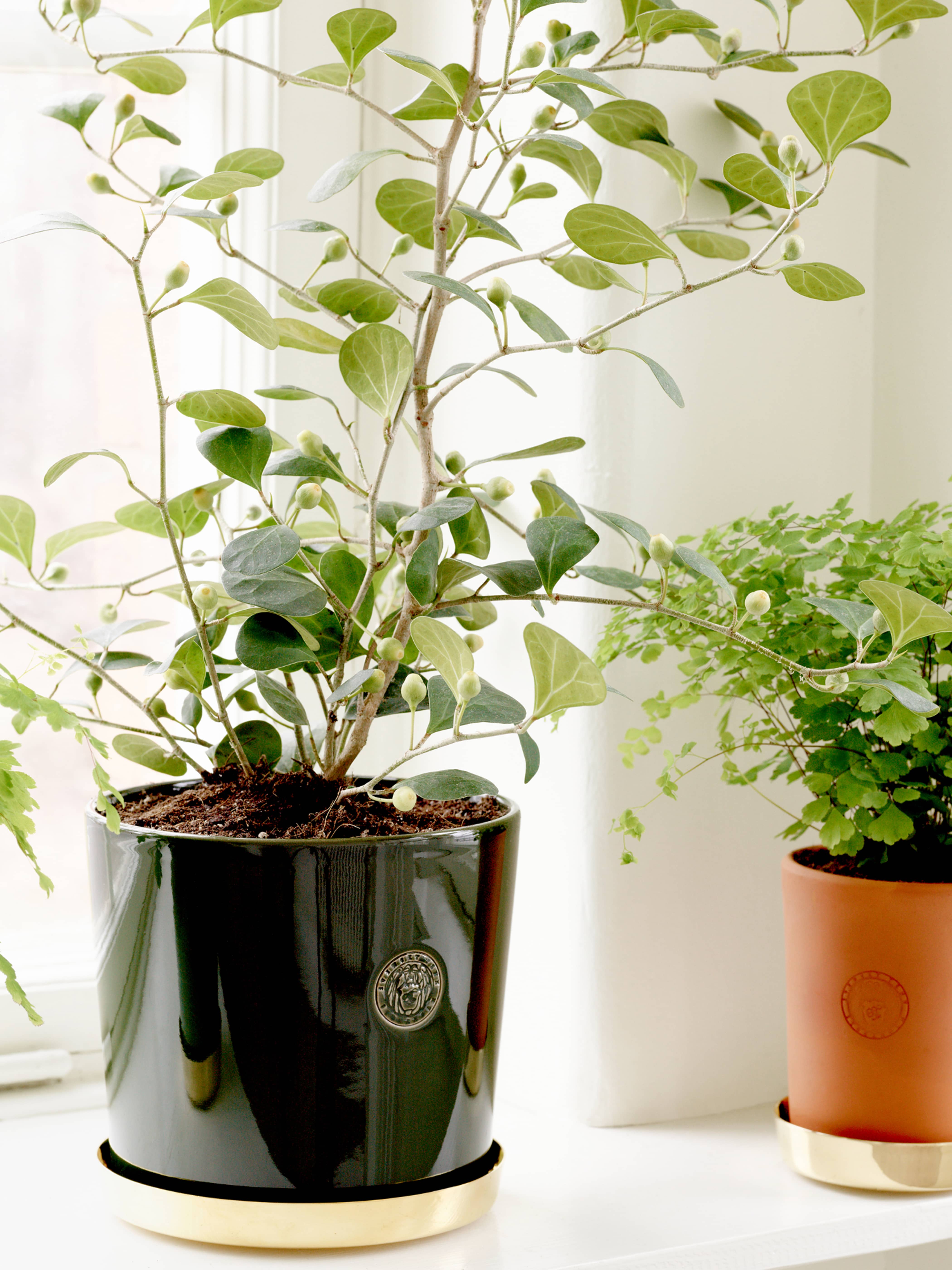 イート　オーダー　PPバンド 花 イート様 専用 オーダー PPバンド 花