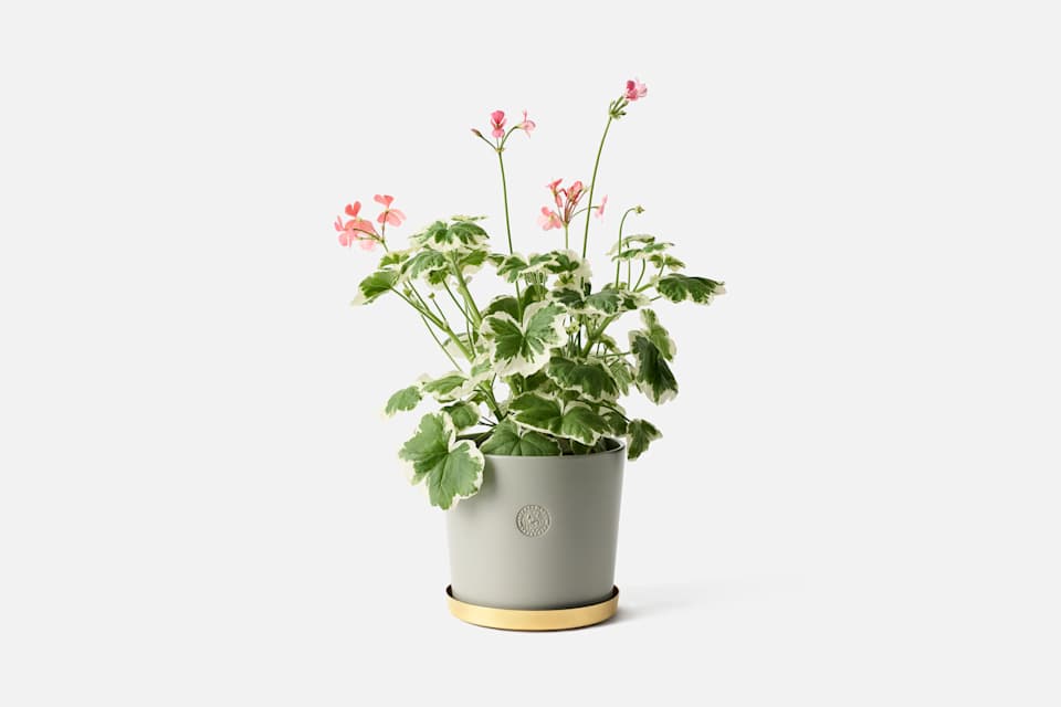 Product detail image 1 / 0