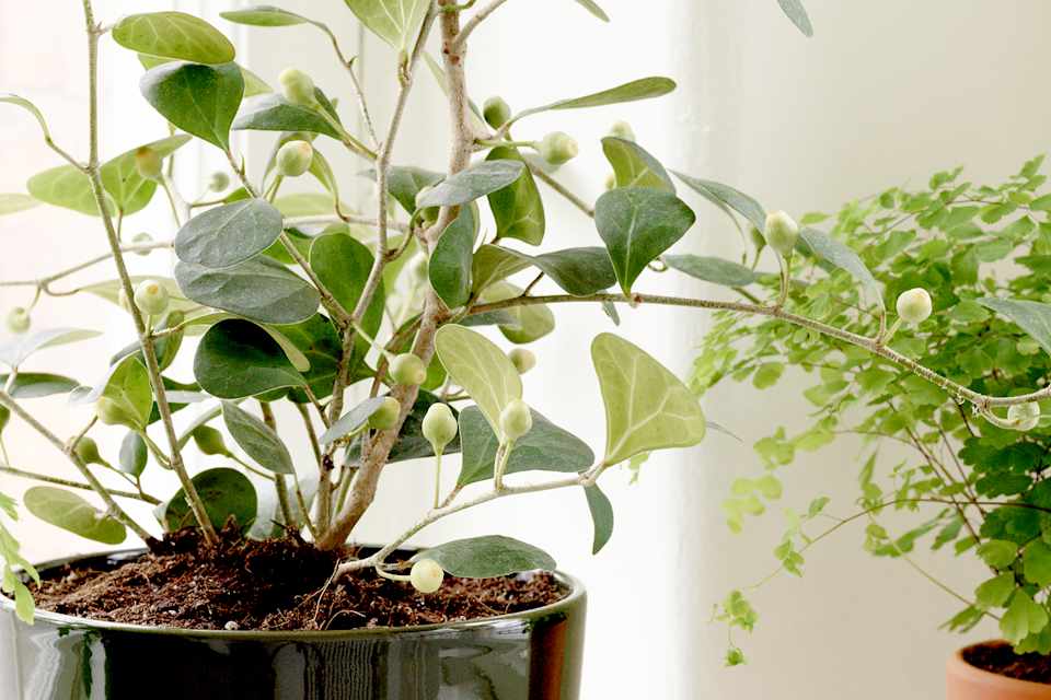 Product detail image 1 / 0