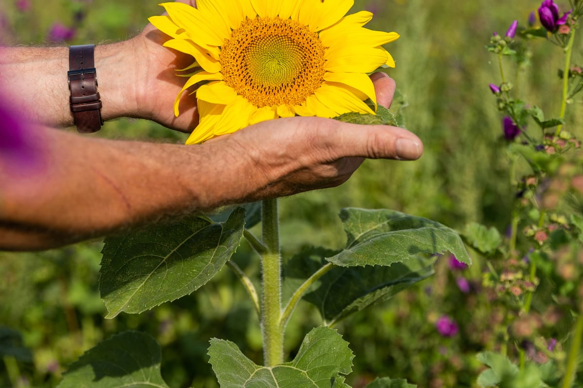 Person hält eine gelbe Sonnenblume in den Händen.