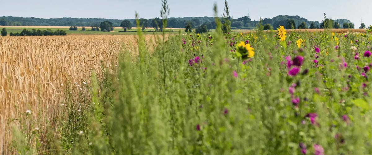 Getreidefeld mit reifen Ähren grenzt an eine bunte Blühwiese.
